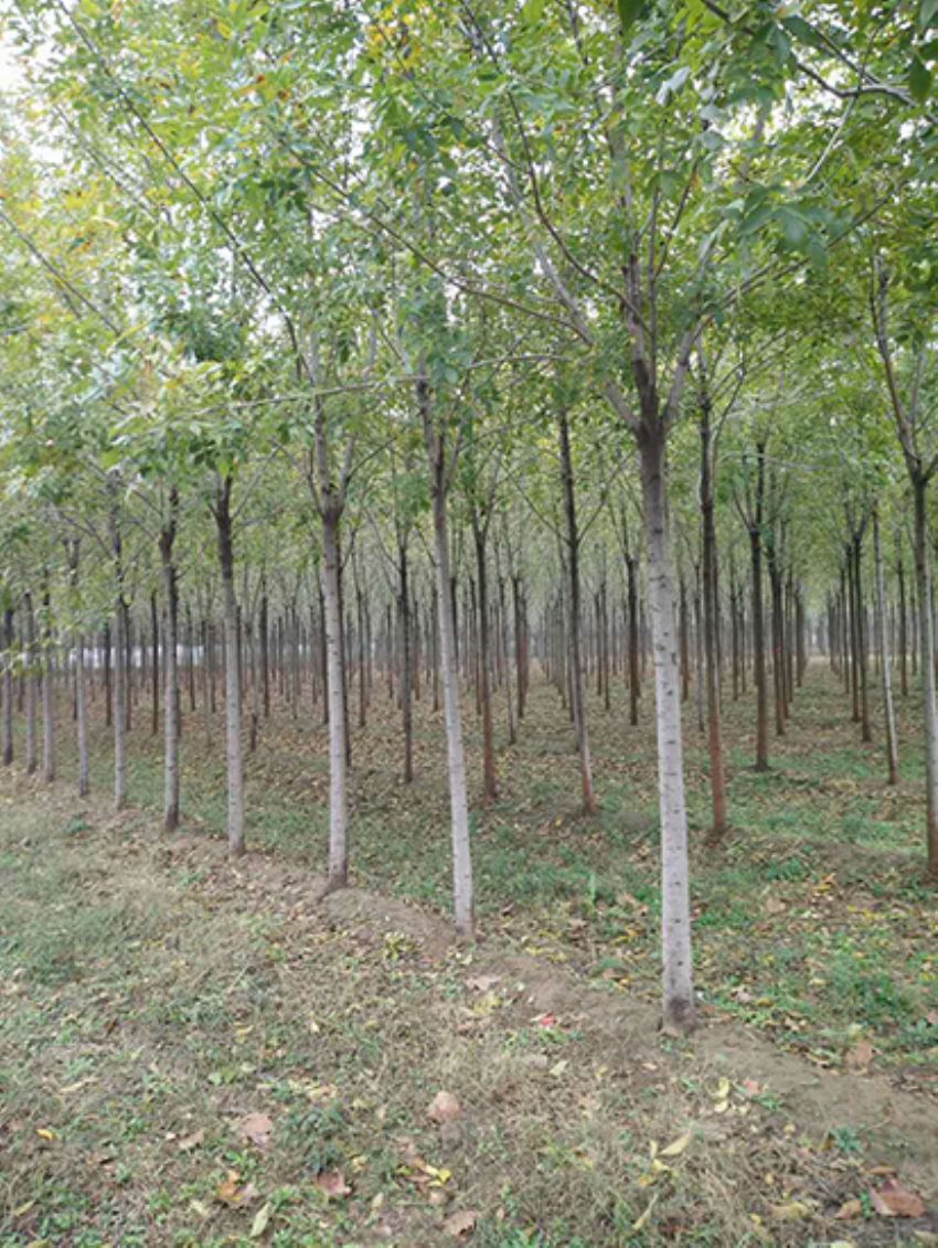 點(diǎn)擊查看詳細(xì)信息<br>標(biāo)題：白蠟 閱讀次數(shù)：3208